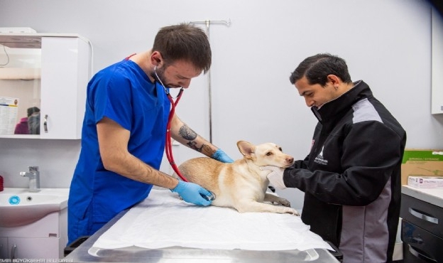 İzmir&#039;de bir yılda 95 bin hayvan kısırlaştırıldı