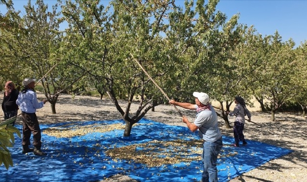 Manisa&#039;da badem hasadı başladı