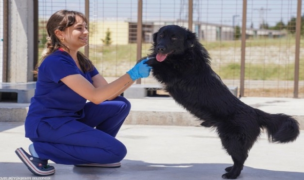 İzmir&#039;de sahipsiz hayvanlar için planlama hazır!