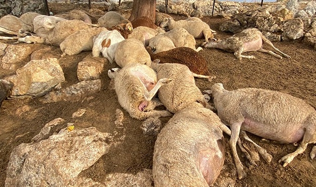 Yıldırım düştü... 30 koyun can verdi!