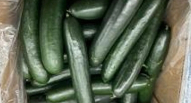 O ülkede salmonella salgını: 68 kişi hastalandı