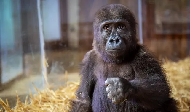 Aile ve Sosyal Hizmetler Bakanlığından Goril yavrusuna isim önerisi