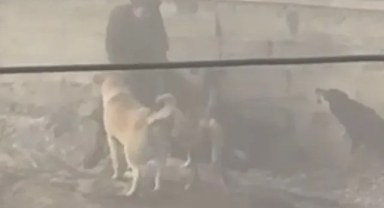 Başıboş köpekler, hamile kadına saldırdı