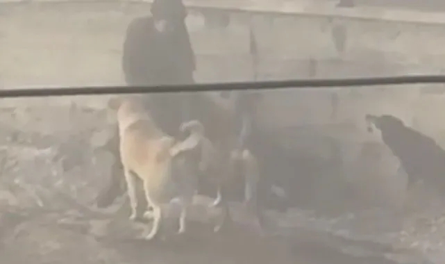 Başıboş köpekler, hamile kadına saldırdı