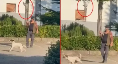 İnsan kılığındaki cani: Canlı güvercini köpeğine yem yaptı