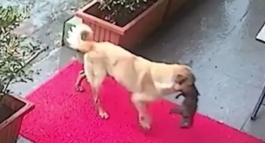 Ölmek üzere olan yavrusunu veterinere getirdi