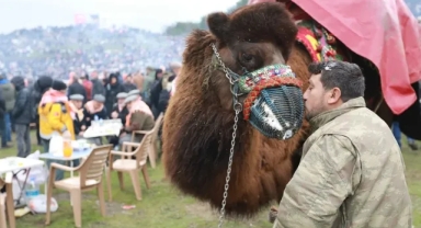 Selçuk'ta Deve Güreşleri Festivali heyecanı