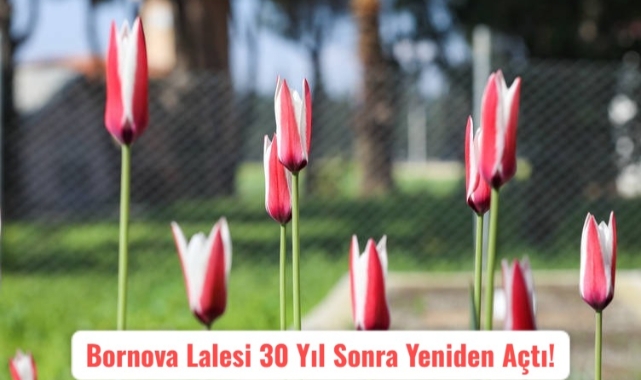 Bornova Lalesi 30 Yıl Sonra Yeniden Açtı!