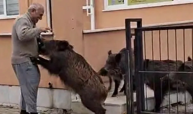 Domuzlar okul bahçesine girdi... Yaşlı adam elleriyle besledi!