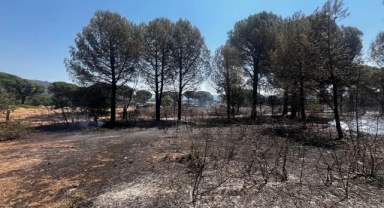 Bergama'da yangın kontrol altında: 16 hektarlık alan kül oldu!