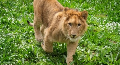 İsmi anketle belirlenmişti... Aslan 'Pars' öldürüldü!