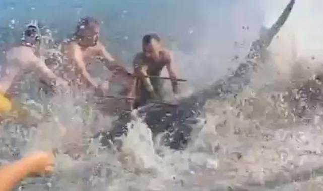 İzmir&#039;de ilginç olay... Orkinosu sandalyeyle karaya çekmeye çalıştılar!