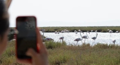 Flamingo Yolu turları başladı