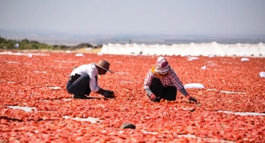 Kuraklık domates üretimini vurdu: Verim yüzde 20 azaldı