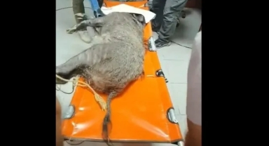 Silahla yaralanmıştı... Doğal Yaşam Parkı’nda sağlığına kavuştu