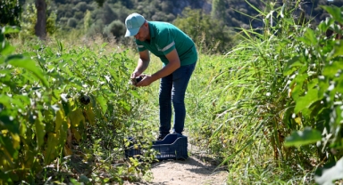 Adabahçe’nin bereketi bu yaz da Kuşadalıların sofralarını lezzetlendirdi