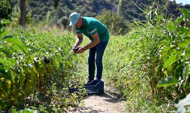 Adabahçe’nin bereketi bu yaz da Kuşadalıların sofralarını lezzetlendirdi