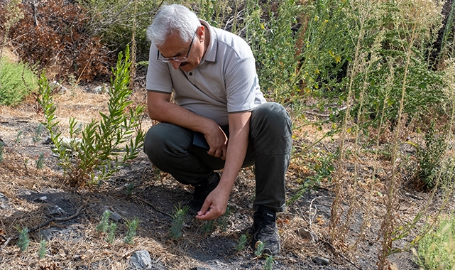 Karşıyaka Yamanlar’da yanan ormanlar yeşeriyor