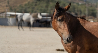Pako'da bakılan binek hayvanlar yeni yuvalarını arıyor