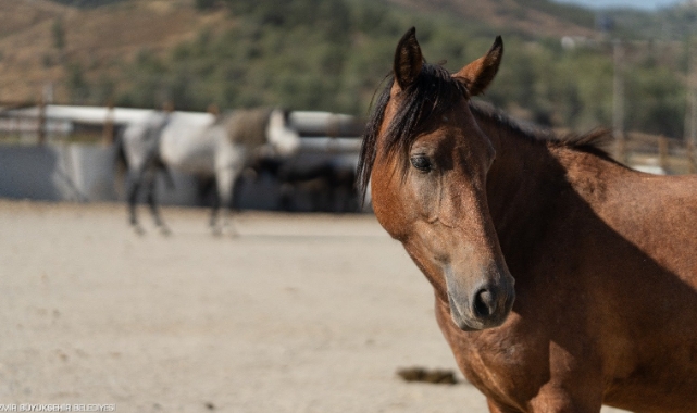 Pako&#039;da bakılan binek hayvanlar yeni yuvalarını arıyor