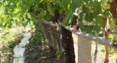 Sulamalarda digitalçağ: Küçük Menderes'te %70 tasarruf sağladı