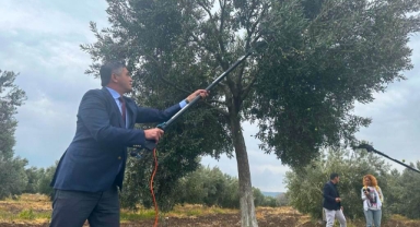 Aliağa, 4. Zeytin Hasat Şenliği’nde Buluşuyor