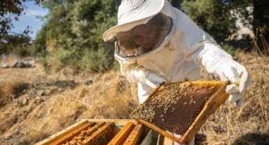 Bornova’da tatlı emek: Bal hasadı sevinci
