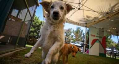 Karşıyaka’da can dostlar için 25 ton mama toplandı