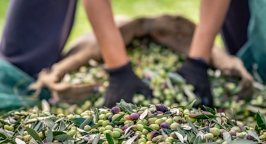 Sofralık zeytin ihracatında 255 milyon dolarlık rekor