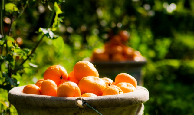 Satsuma Mandalina ihracat yolunda... Hedef 125 Milyon Dolar