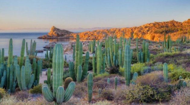 Bu güzellikler sadece Meksika&#039;da
