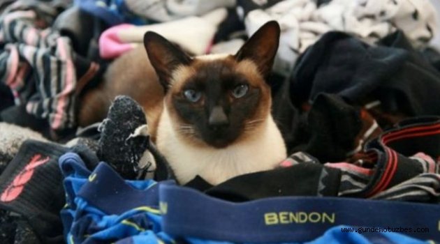 Erkek iç çamaşırına meraklı &#039;hırsız kedi&#039;