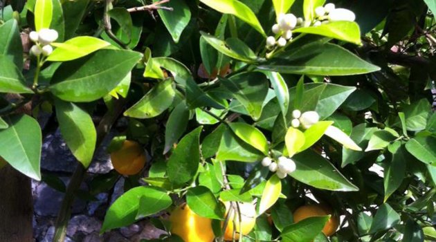 İklim Değişiklikleri Şaşırtıyor... Portakal Dalındayken Çiçek Açtı