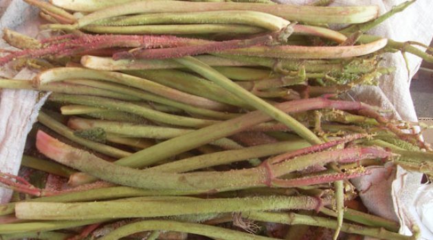 KANSER HÜCRELERİNİ İKİ GÜNDE YOK ETTİ!