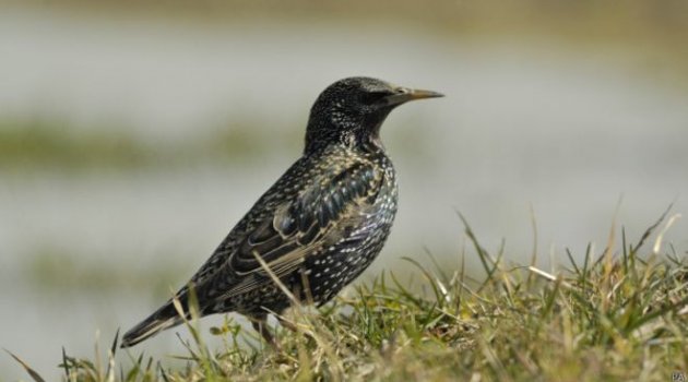 Kuşlar neden grup halinde suda boğuluyor?