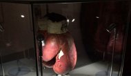 Muhammed Ali'nin eşyaları sergide!