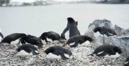 Antarktika'da 150 bin penguen öldü