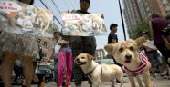 Çin'deki köpek eti festivaline karşı 11 milyon imza