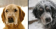 'Çok geç olmadan sokakta yaşayan köpekler için kulübe yapılsın!'