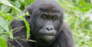 Dünyanın en büyük gorilleri