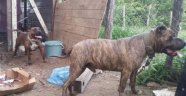 Erkek köpeği öldürdüler, hamile eşini yavruları için çaldılar!