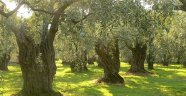 İtalya, AB'ye direndi, zeytin ağaçlarını kestirmedi