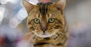 Kayıp kedi, polise kendisi 'başvurdu'