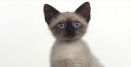 Kedi de, kadrolu mu?