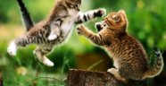KEDİ GİBİ DÖRT AYAKÜSTÜNE DÜŞÜYORLAR…
