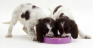 Köpek, tanıdığı köpeğe 'torpil' yapıyor