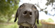 Köpekler diğer köpeklerle empati kurabiliyor