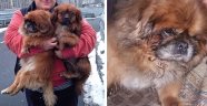 Pekinez cinsi iki köpek "içine cin kaçtı" iddiasıyla barınağa terk edildi!