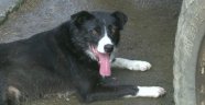 Sadık köpek Pero, kendisine terk eden sahiplerine dönmek için 400 km yol gitti