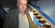 SANAYİ KENTİ ALİAĞA’DA ‘ZEYTİNCİLİK' GELİŞİYOR